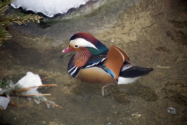 Mandarin Duck Canard Mandarin Est Des Beaux Oiseaux Notre Planète — Photo