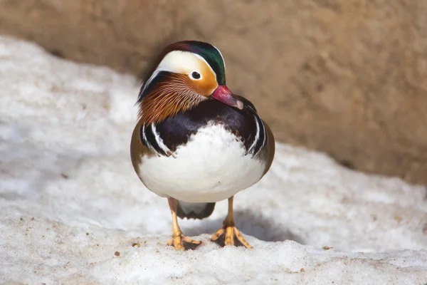 Mandarin Duck. Mandarin duck is one of the most beautiful birds of our planet.. Of course, we are talking about the Drake. Duck is also elegant and graceful, but painted modestly. The habitat of Mandarin ducks is in East Asia.