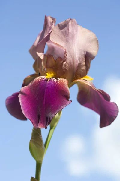 Fiore Iris Traduzione Iris Significa Arcobaleno — Foto Stock