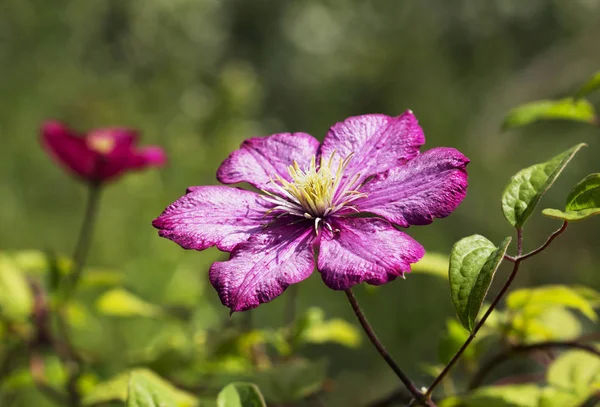 Flor Borgonha Clematis Esta Bela Exuberante Videira Florida Pessoas Seu — Fotografia de Stock