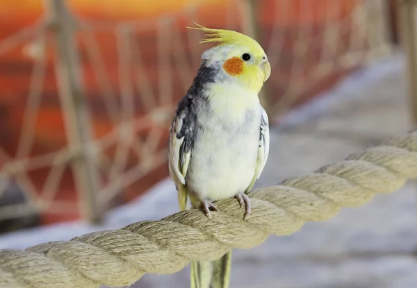 Papağan Corella Orta Boy Papağan Papağan Familyasından Küçük Bir Papağan — Stok fotoğraf