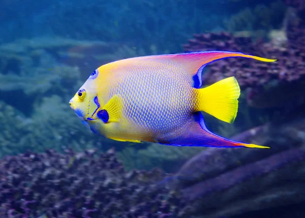 Pesce Angelo Isabella Regina Una Macchia Sulla Testa Simile Una — Foto Stock