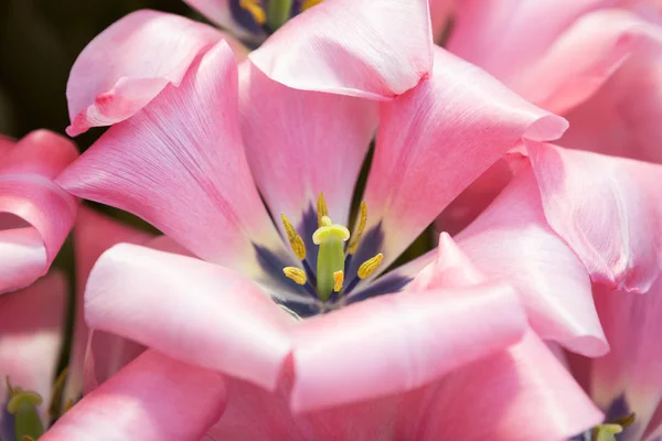 Tulipa Greigii Sweet Sixteen Greig Tulpen Unterdimensioniert Blüten Verblassen Nicht — Stockfoto