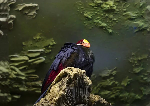 Violeta Turaco Pájaro Con Cola Larga Color Púrpura Tamaño Mediano — Foto de Stock