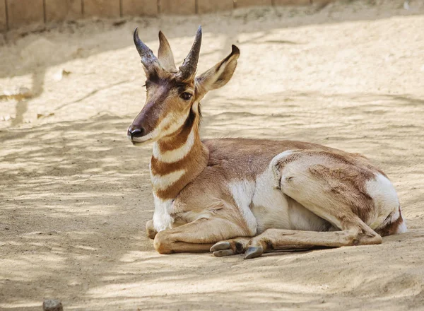 Pronghorn Peninsulare Antilope Antilope Pronghorn Animale Ruminante Più Antico Degli — Foto Stock
