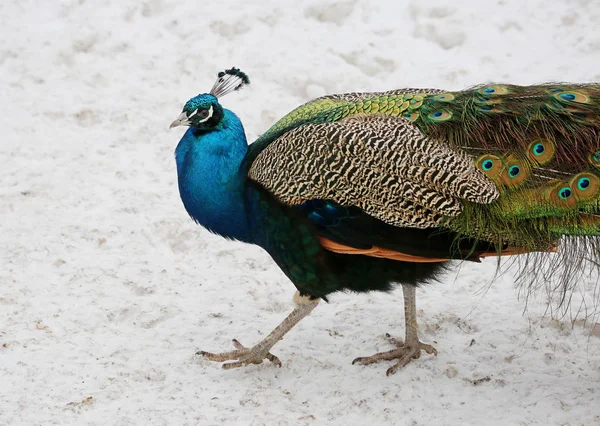 Peacock Peacock One Most Beautiful Forest Birds Due Its Exquisite — Stock Photo, Image