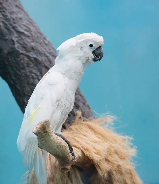 Biała Papuga Cockatoo Biały Kakadu Jest Egzotyczny Ptak Który Pochodzi — Zdjęcie stockowe