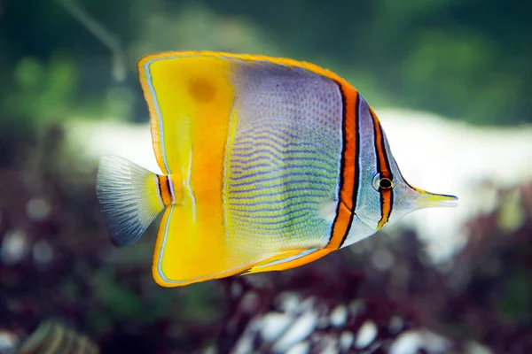 Pesce Farfalla Helmon Questo Pesce Elegante Con Carattere Flemmatico Pochi — Foto Stock