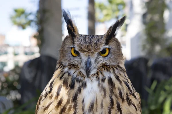 Owl bird. It is a large bird belonging to the order of owls. Despite its size, it flies fast enough and in flight is able to catch up with the crow. At the same time, the maximum speed of the eagle owl can develop from the first flaps of the wings. T