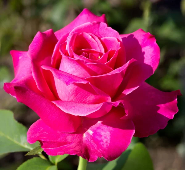 Rosa Rosa Las Rosas Son Hermosas Flores Los Tiempos Estrictos — Foto de Stock