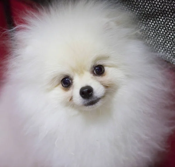 Pomeranian Λευκό Σκυλί Pomeranian Είναι Ένα Μικρό Σκυλί Στιβαρή Κατασκευή — Φωτογραφία Αρχείου