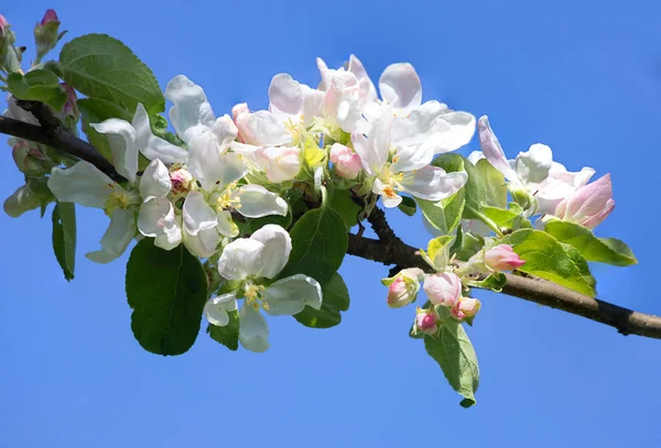 It\'s spring. Cherry blossoms. Cherry blossoms is not just a beautiful sight, but also fragrant, white flowers adorn the urban and rural landscapes.