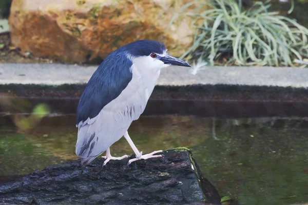 Heron Birds Live Wetlands Prey Fish Frogs Other Aquatic Animals — Stock Photo, Image