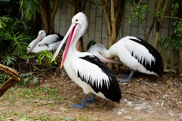 Pelican Pelikanen Bewonen Mariene Zoet Waterreservoirs Zwemmen Goed Pelikaan Heeft — Stockfoto