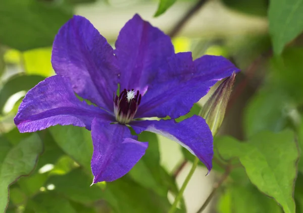 Clematis Kwiat Nazwa Clematis Pochodzi Greckiego Słowa Klema Który Używany — Zdjęcie stockowe