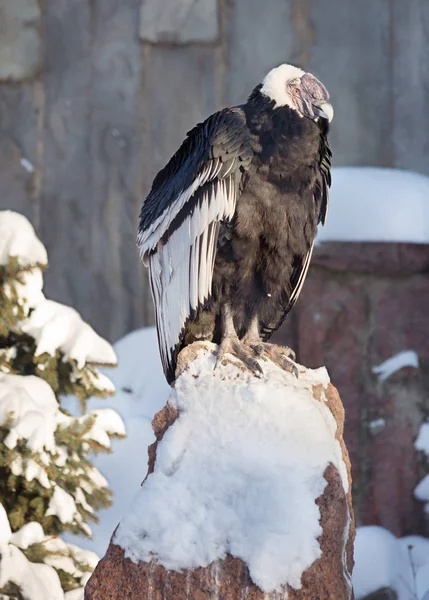 Condor Andino Condor Andino Grande Abutre Com Plumagem Preta Brilhante — Fotografia de Stock