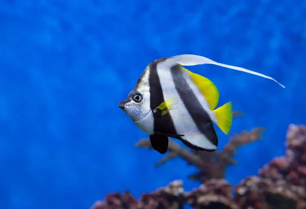 Reef Bannerfish Detta Populär Och Ljusa Utseende Locka Dess Spektakulära — Stockfoto