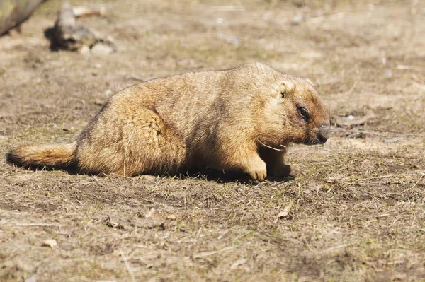 Bobak Marmot Marmot Stepa Baibak Adalah Hewan Pengerat Menghuni Stepa — Stok Foto