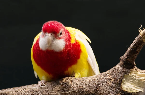 Восточный Попугай Роселлы Попугай Роселлы Среднего Размера Яркий Сочный Цвет — стоковое фото