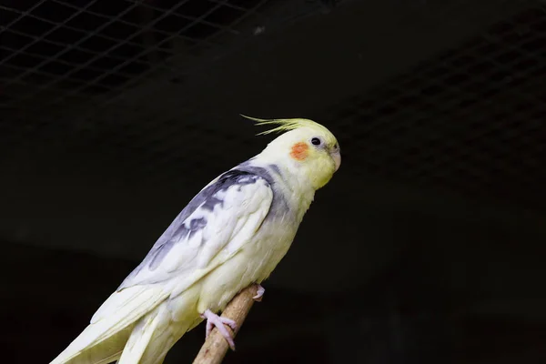 Corella Papagáj Egy Kis Beszédes Papagáj Családi Kakadu Közepes Méretű — Stock Fotó