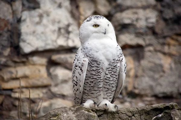 Schneeeule Weiße Eule Perfekt Die Besonderheiten Der Tundrabeleuchtung Angepasst Winter — Stockfoto