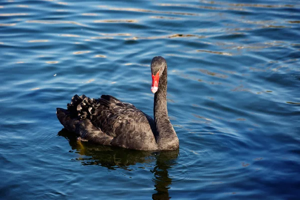 Cisne Negro Beleza Romance Elegância São Todos Cisnes — Fotografia de Stock