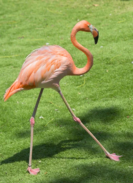 Pink Flamingo Amazingly Beautiful Plumage Regal Bearing Rightfully Puts Flamingos — Stock Photo, Image
