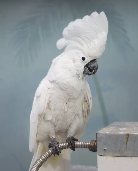 Белый Попугай Какаду Белый Какаду Экзотическая Птица Родом Австралии Новой — стоковое фото