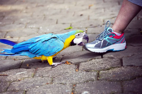 Parrot blue-yellow macaw. Blue-yellow macaw is a very beautiful parrot. Translated from Latin means blue gold. Live in Panama, as well as in Peru and Bra