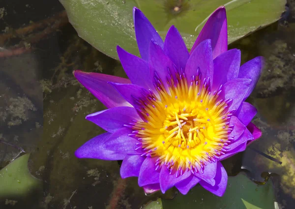 Flor Loto Loto China Cultiva Más Mil Años Las Flores — Foto de Stock