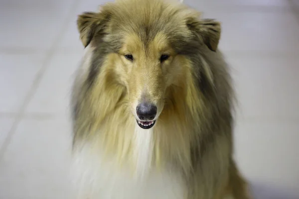 Collies Hund Der Collie Ist Eine Erstaunlich Schöne Rasse Aus — Stockfoto