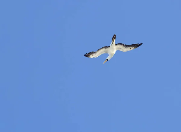 Gabbiano Nel Cielo Gabbiano Uccello Che Vive Nel Mare — Foto Stock