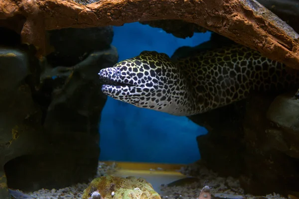 Fish, leopard Moray eel. Moray eels are one of the most dangerous and large predators of coral reefs. Leopard Moray eel has a contrasting color of black spots on a white background.