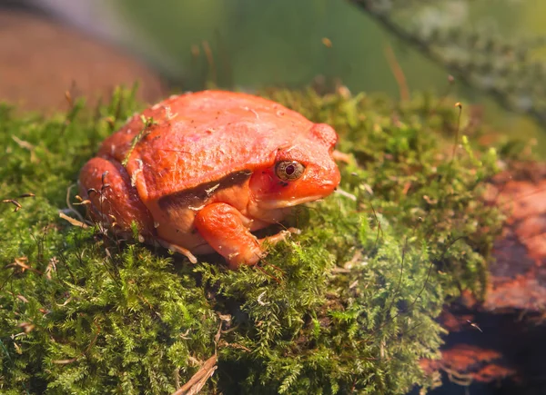 Grenouille Tomate Grenouille Tomate Est Endémique Nord Est Madagascar Couleur — Photo