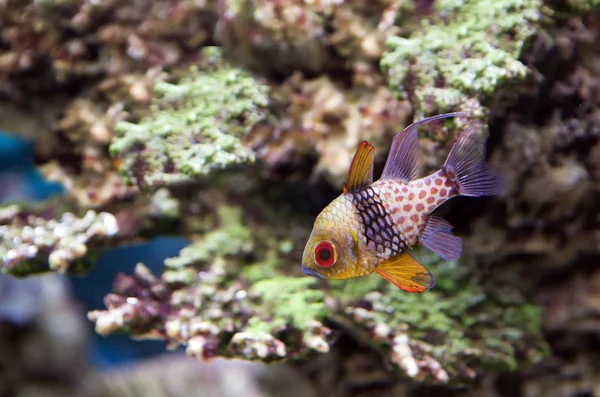 Yellow Butterfly Fish Little Fish Comes Western Pacific Ocean — Stock Photo, Image