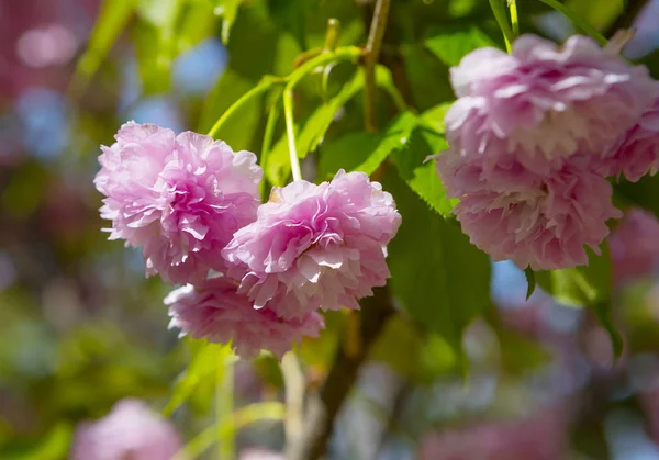 Sakura Sakura Denilen Birçok Türün Kültür Sadece Süs Bitkisi Olarak — Stok fotoğraf