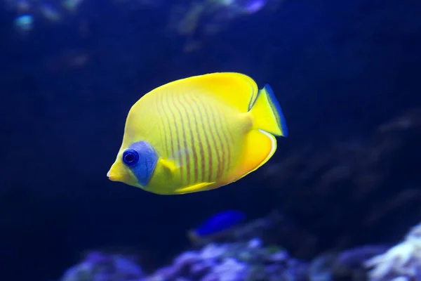 蝶の魚半マスク これらの魚は 本当に蝶を思わせる非常に生き生きとした多彩な色分けのために名前を得た — ストック写真