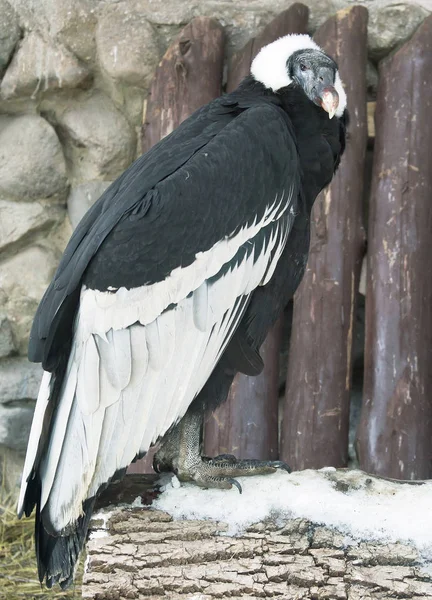 Condor Andino Condor Andino Grande Abutre Com Plumagem Preta Brilhante — Fotografia de Stock