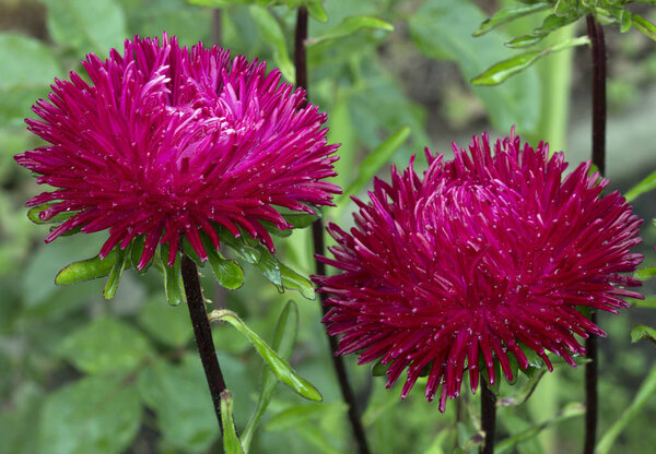 Astra Astra is a classic autumn flower, a little sad, despite the brightness of colors.