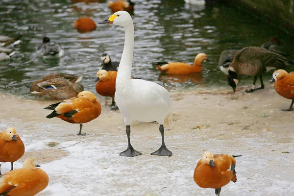 Ganso Blanco Pato Rojo Ganso Blanco Anida Desde Centro Del — Foto de Stock