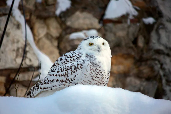 White Polar Owl Snowy Owl Well Adapted Illumination Features Tundra — Stock Photo, Image