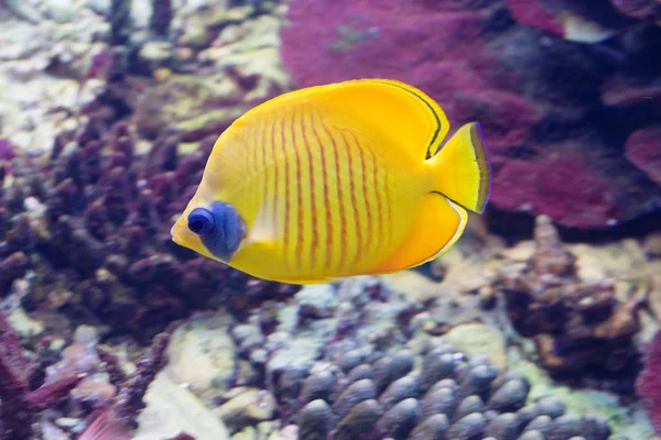 これらの魚は 本当に蝶を思わせる非常に生き生きとした多彩な色分けのために名前を得た — ストック写真
