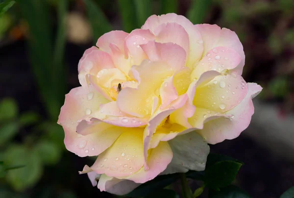 Rose Gloria Dei Gloria Day Todo Mundo Reconocido Como Estándar — Foto de Stock