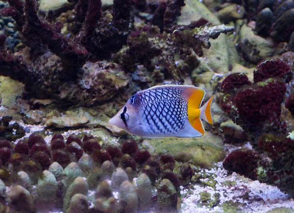 Mertens butterfly fish. It is a small freshwater tropical fish. Area: Western and southern Pacific ocean.