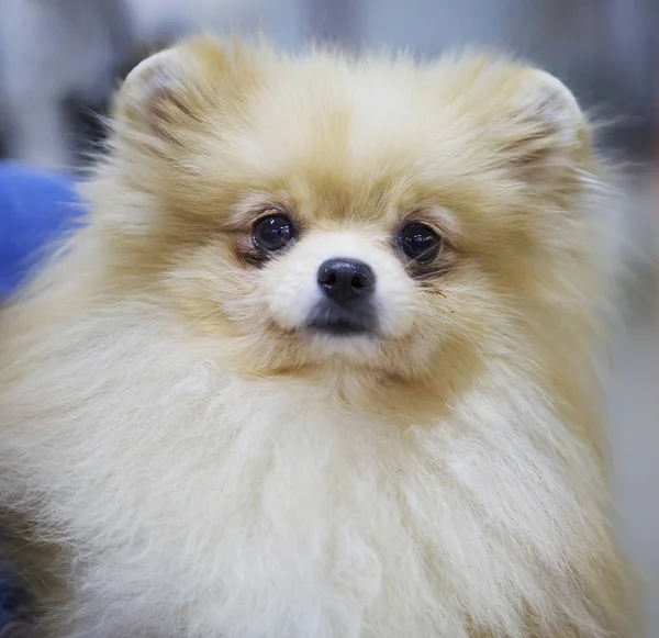 Perro Pomerania Pomeranian Perro Pequeño Altura Superior Construcción Robusta Con —  Fotos de Stock