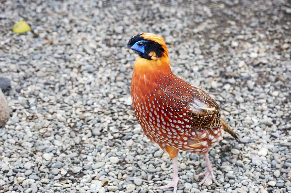 Temmincks Tragopan Faisán Tragopan Vive Las Partes Central Oriental Del — Foto de Stock