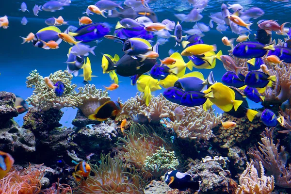 Akvaryum Akvaryum Balık Ile Sualtı Dünyasının Unutulmaz Güzelliği Ile Memnun — Stok fotoğraf