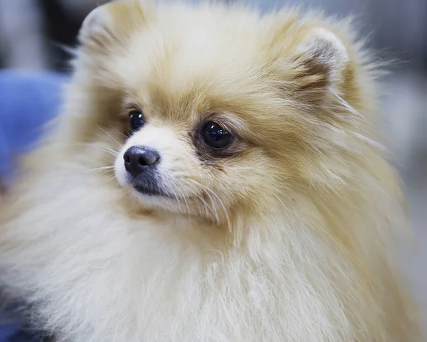 Cão Pomeranian Pomeranian Cão Pequeno Altura Não Superior Construção Resistente — Fotografia de Stock