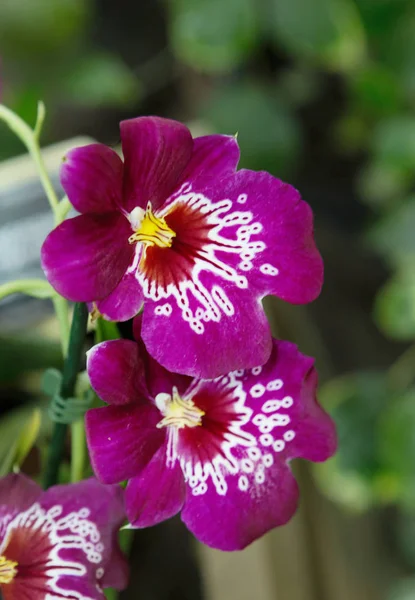 Miltonia Orchid Jednym Tajemniczej Rośliny Które Nie Może Pozostawić Nikogo — Zdjęcie stockowe