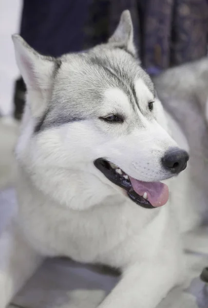 Husky Dog Huskies Siberianos Vêm Das Vastas Extensões Nevadas Sibéria — Fotografia de Stock